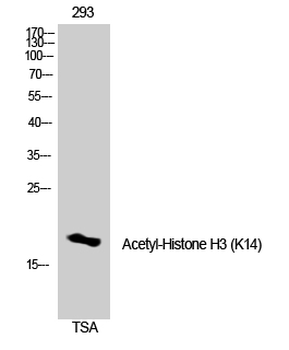 Histone H3 (Acetyl Lys14) Polyclonal Antibody