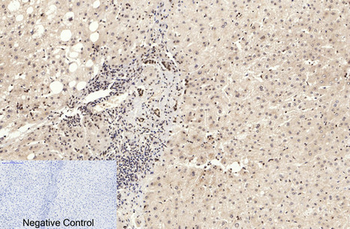 Histone H3 (Acetyl Lys9) Polyclonal Antibody