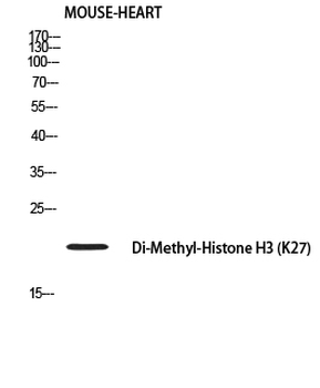 Histone H3 (Di Methyl Lys27) Polyclonal Antibody
