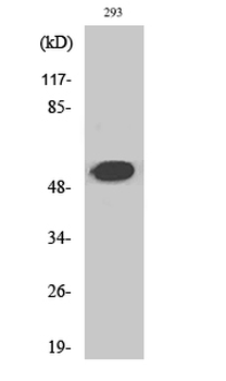 Cleaved-Plasminogen HC A short form (V98) Polyclonal Antibody