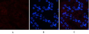 Cleaved-Notch 2 (D1733) Polyclonal Antibody