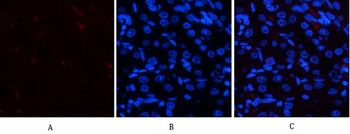 Cleaved-Notch 2 (D1733) Polyclonal Antibody