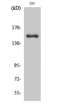 Cleaved-COL4A3 (L1425) Polyclonal Antibody