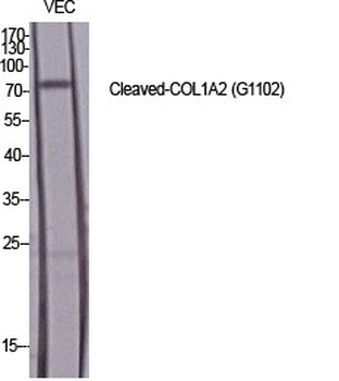 Cleaved-COL1A2 (G1102) Polyclonal Antibody
