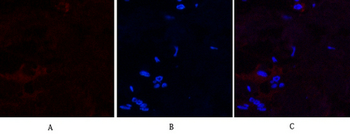 Cleaved-Caspase-9 p35 (D315) Polyclonal Antibody