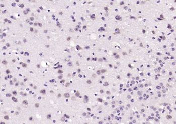 PAFAHG Polyclonal Antibody