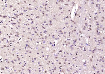 SEH1L Polyclonal Antibody