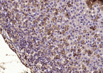 SEH1L Polyclonal Antibody