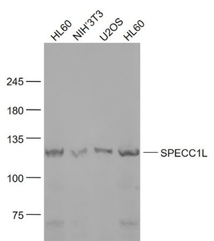 SPECC1L Polyclonal Antibody