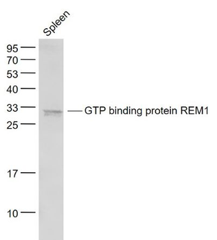 GTP binding protein REM1 Polyclonal Antibody