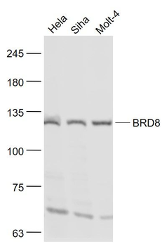 BRD8 Polyclonal Antibody