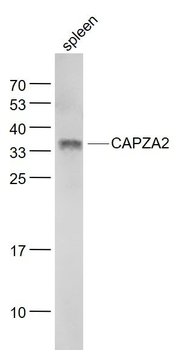CAPZA2 Polyclonal Antibody