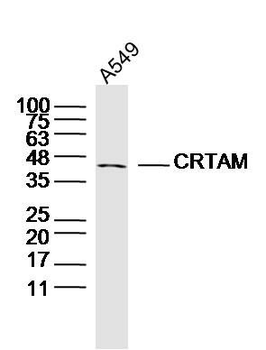 CRTAM Polyclonal Antibody