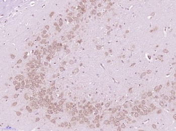 NXT2 Polyclonal Antibody