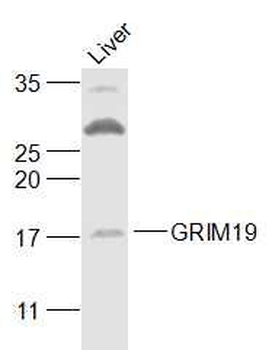 GRIM19 Polyclonal Antibody