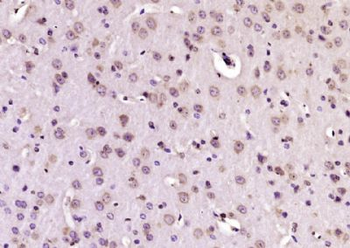 PAMCI/RASF9 Polyclonal Antibody