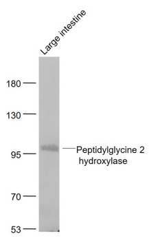 PAM/Peptidylglycine 2 hydroxylase Polyclonal Antibody