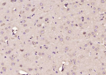 Sialoadhesin/CD169 Polyclonal Antibody