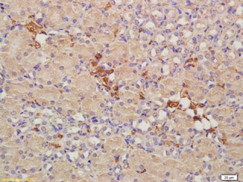 CRIM1 Polyclonal Antibody