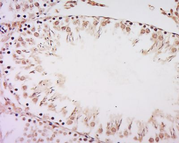 RanBP3 Polyclonal Antibody