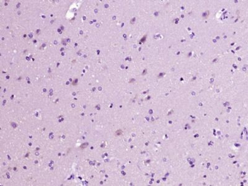 AMD1/SAMDC Polyclonal Antibody