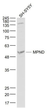 MPND Polyclonal Antibody