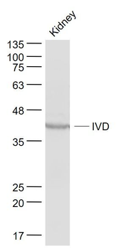 IVD Polyclonal Antibody