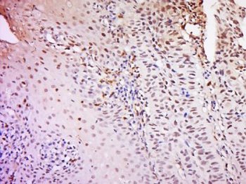 TRF41 Polyclonal Antibody