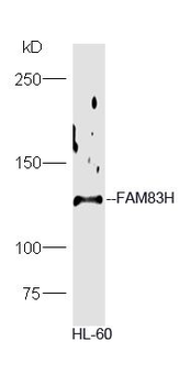 FAM83H Polyclonal Antibody