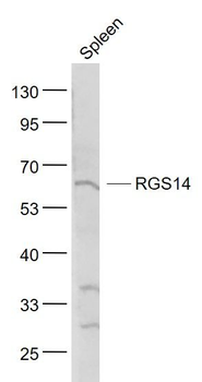 RGS14 Polyclonal Antibody