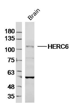 HERC6 Polyclonal Antibody