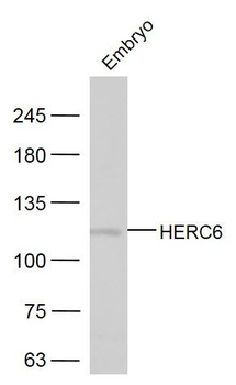 HERC6 Polyclonal Antibody