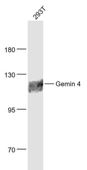 Gemin 4 Polyclonal Antibody
