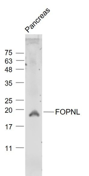 FOPNL Polyclonal Antibody