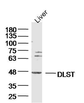DLST Polyclonal Antibody