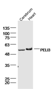 PELI3 Polyclonal Antibody