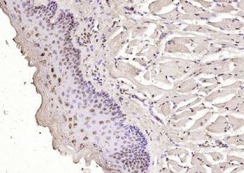 FGGY Polyclonal Antibody