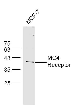 MC4 Receptor Polyclonal Antibody