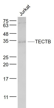 TECTB Polyclonal Antibody