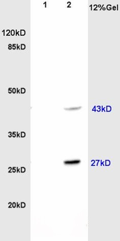 HOXc8 Polyclonal Antibody