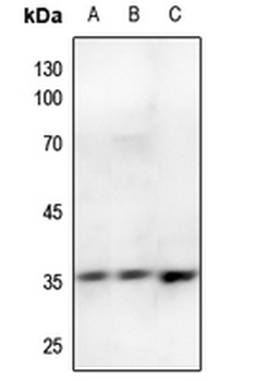 Annexin A2 (pS26) Antibody