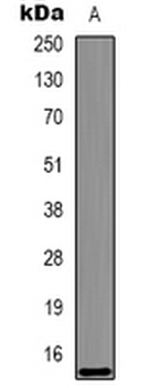 Histone H3 Antibody