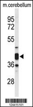 CYTH3 Antibody (C-term)