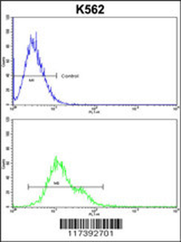 PLCB2 Antibody (N-term)
