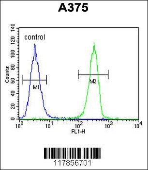 HOXA9 Antibody (C-term)