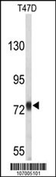 APP-Y756 Antibody