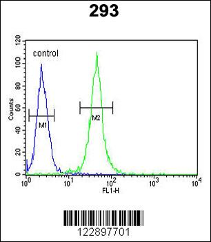 FOXC1 Antibody (C-term)