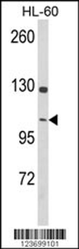 DNM3 Antibody (Center)