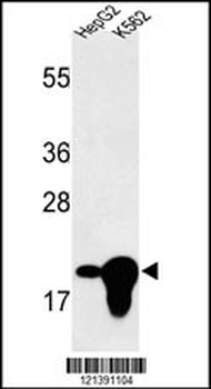 BIN3 Antibody (N-term)