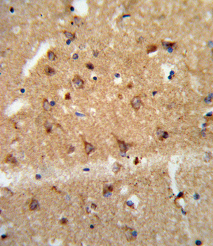 GDNF Antibody (N-term)